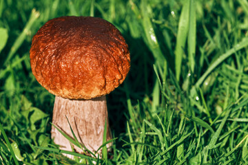 White mushroom close-up grows in the grass. Mushroom picking.