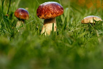 Porcini mushrooms grow in green grass. Mushroom picking.