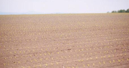 Agriculture - Close up of Young Corn Growing on Farm - obrazy, fototapety, plakaty
