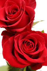 Directly Above Close up of Two Red Roses