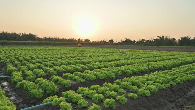 lettuce appetizing. For people who are health-conscious.