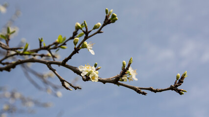 Blossom season tree