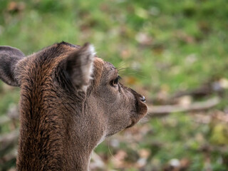 Obraz premium portrait of a deer in the meadow