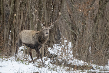 Red Deer stag, Cervus elaphus.