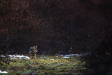 Grey Wolf, Canis lupus, Bieszczady Mts., Carpathians, Poland.