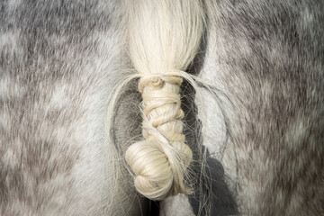 Detail of the tail knot of a spanish horse in doma vaquera