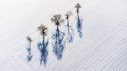 Aerial picture of four trees with their shadows on a white winter field in the Black Forest