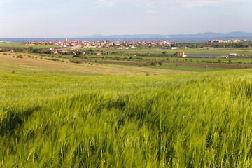 Fototapeta na wymiar A field with green wheat against the backdrop of a village by the sea. Agricultural industry in Bulgaria.