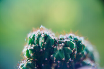 Cactus.  plant, macro detail, out of focus effect. Succulent