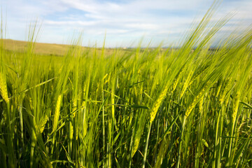 A field with green wheat against the backdrop of a village by the sea. Agricultural industry in Bulgaria.