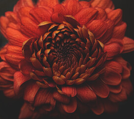 Chrysantheme orange/rot, close up