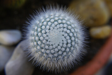 White cactus, plant, macro detail, out of focus effect. Suculent