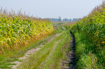 Obraz premium Picturesque country road in a field between green rows of corn on a sunny day.