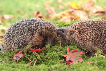 Igel (Erinaceidae)