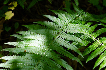 The sun's rays illuminate the green leaves of the fern.