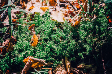 Green moss among the fallen yellow autumn leaves.