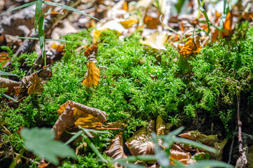 Green moss among the fallen yellow autumn leaves.