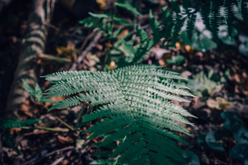 Shadow on  green fern leaf.