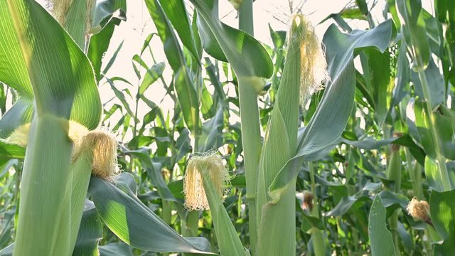 Corn is almost time to harvest. ( close up )