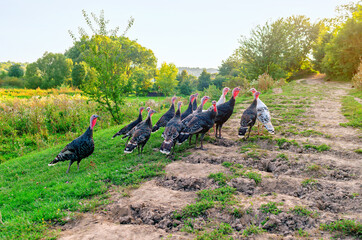 Group of young turkeys near a country road. Poultry breeding.