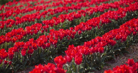 Blooming Red Tulips on Flowers Plantation Farm in Netherlands. Panning Shot of Red Tulips Flowerbed.