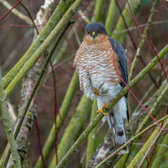 Sperber (Accipiter nisus) Männchen