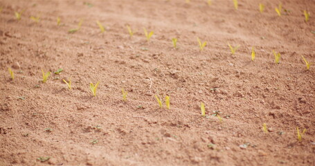 Agriculture - Close up of Young Corn Growing on Farm