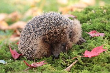 Igel (Erinaceidae)