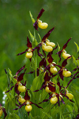 Gelber Frauenschuh (Cypripedium calceolus)