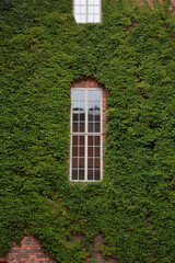 beautiful window surrounded by plants climbing up the wall
