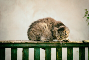 Obraz premium Cat on a fence, domestic animals, security