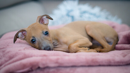 Adorable Italian greyhound puppy.  Pet concept. Little puppy dog in home. - obrazy, fototapety, plakaty