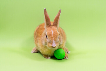 Fototapeta na wymiar Redheaded rabbit close-up with a green egg on a green background. Easter holiday concept.