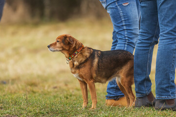 subversive dog stands by his owners dressed in jeans