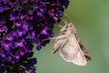 Gammaeule am Schmetterlingsflieder