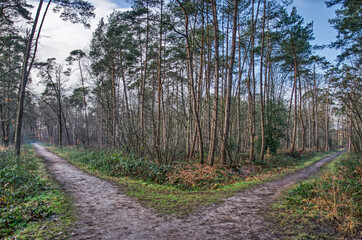 Two posible sandy paths to take at a junction in Mastbos forest near Breda, The Netherlands