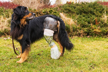 male dog hovawart gold and black dog hovawart gold and black he looks behind him with his injured...