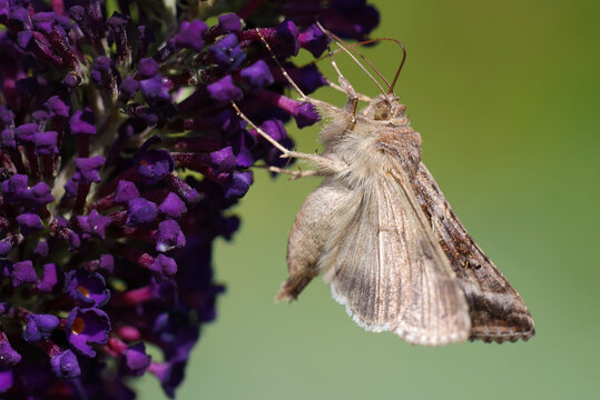 Gammaeule am Schmetterlingsflieder