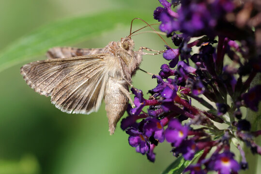 Gammaeule am Schmetterlingsflieder