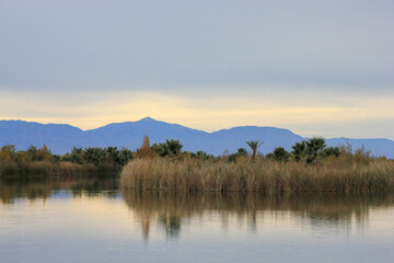 Desert oasis pond with palm trees and plants mountains silhouette