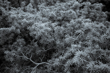 Juniper branches with blue needles. Natural background of beautiful juniper. Growing blue juniper for publication, design, poster, calendar, screensaver, wallpaper, postcard, banner, cover, website