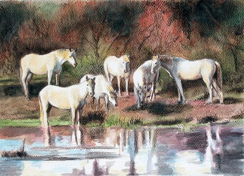 Watercolor: herd of white horses over water. 
