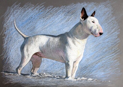 White bullterrier dog in the snow. Winter portrait of a beautiful dog. Drawing. Pastels.
