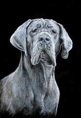 Blue german dog breed portrait. Drawing on black background. Drawing done in pastels. Beautiful, dignified dog.