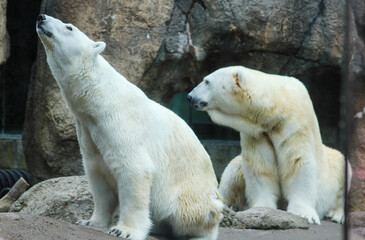 Two White Polar Bears In Rocky Enclosure at the zoo