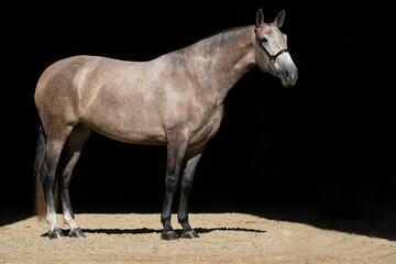 Beautiful full body portrait of a spanish rose grey mare