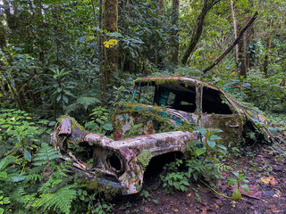 Rotten car in the deep jungle of Panama - 481889450