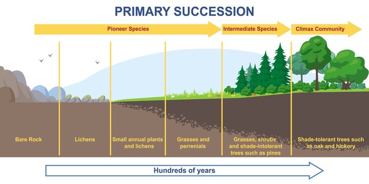 Primary succession and ecological growth process concept. Stages of formation of organic matter or flora. Infographics with timeline for books. From lowest to highest. Cartoon flat vector illustration