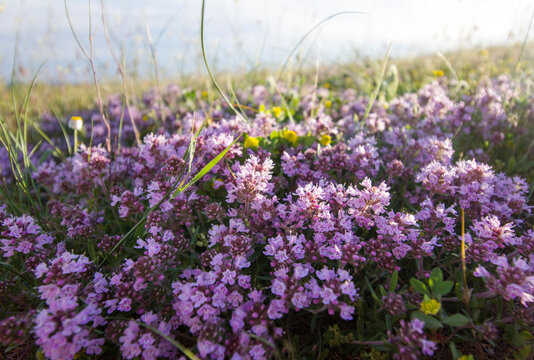 Blooming thyme in a field on a sunny day.