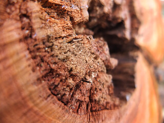 Słoje drewniane w makro. Ścięte drzewo.